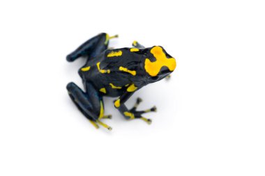 Zehirli ok kurbağası beyaz arka planda izole edilmiş.