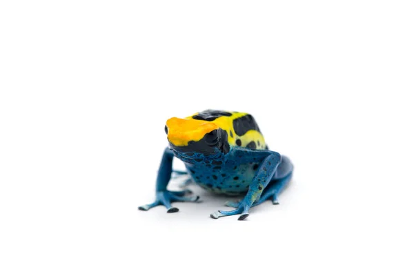 배경에서 독화살 개구리 — 스톡 사진