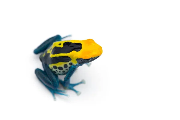 毒飞镖蛙在白色背景上被隔离 — 图库照片