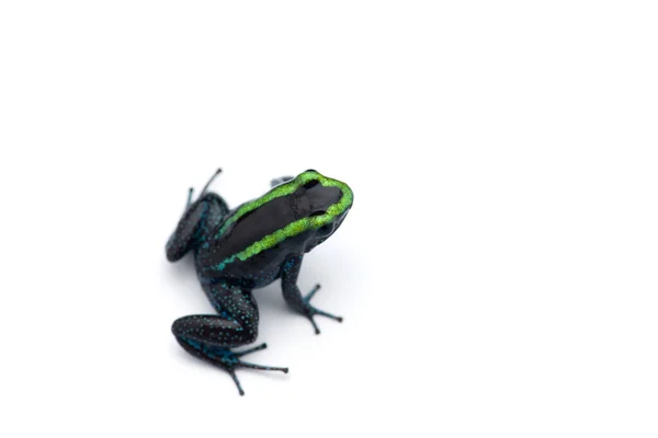 Poison Dart Frog Isolated White Background — Stock Photo, Image