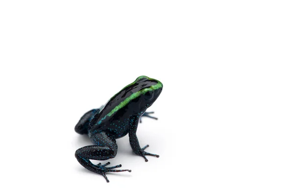 Poison Dart Frog Isolated White Background — Stock Photo, Image