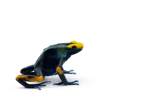 Poison Dart Frog Isolated White Background — Stock Photo, Image