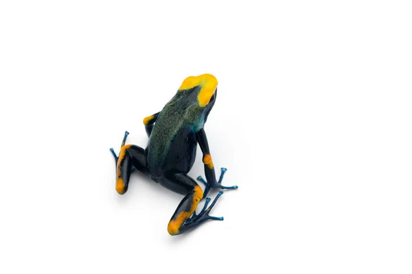 Zehirli Kurbağası Beyaz Arka Planda Izole Edilmiş — Stok fotoğraf