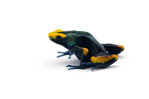 Poison Dart Frog Isolated White Background — Stock Photo, Image