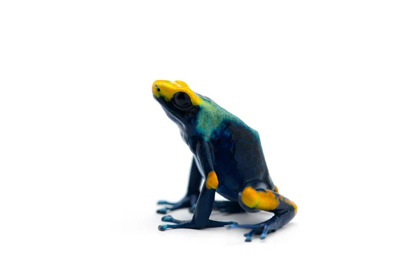 Poison Dart Frog Isolated White Background — Stock Photo, Image