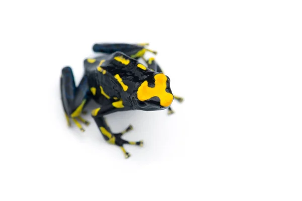 Poison Dart Frog Isolated White Background — Stock Photo, Image