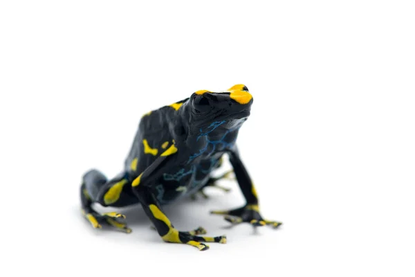 Poison Dart Frog Isolated White Background — Stock Photo, Image