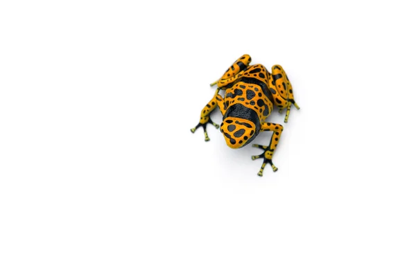 Poison Dart Frog Isolated White Background — Stock Photo, Image