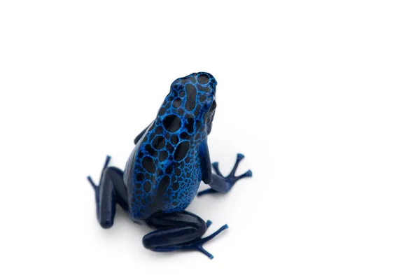 Poison Dart Frog Isolated White Background — Stock Photo, Image