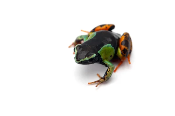 Poison Dart Frog Isolated White Background — Stock Photo, Image