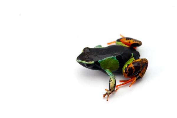 Poison Dart Frog Isolated White Background — Stock Photo, Image