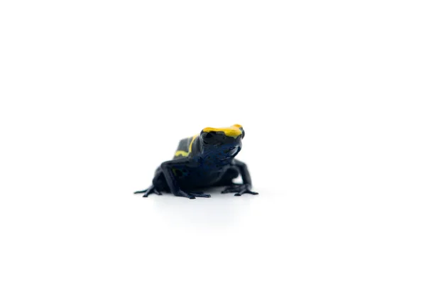 Poison Dart Frog Isolated White Background — Stock Photo, Image