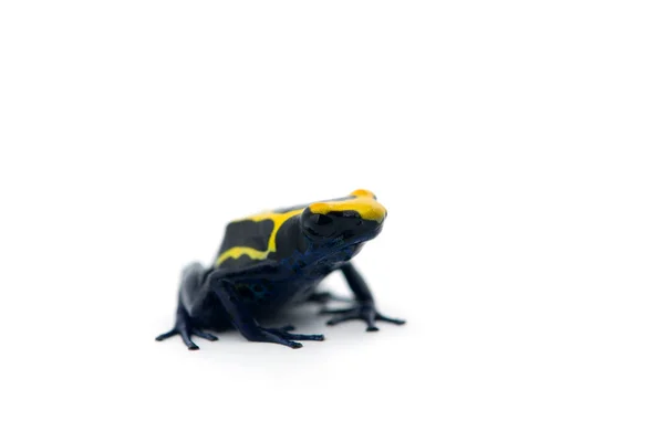 毒飞镖蛙在白色背景上被隔离 — 图库照片