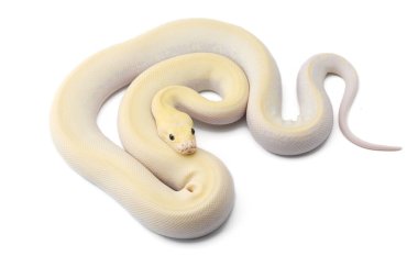 Beyaz zemin üzerinde Asya kaya pitonu izole