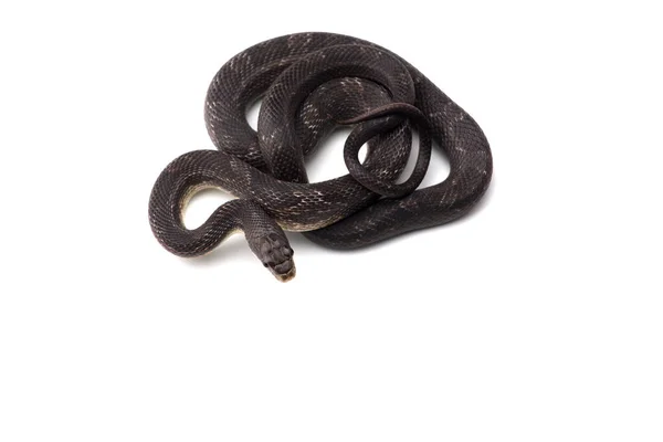 Kráska Krysa Had Izolované Bílém Pozadí — Stock fotografie