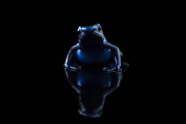 Blue Poison Dart Frog Isolated Black Background — Stock Photo, Image