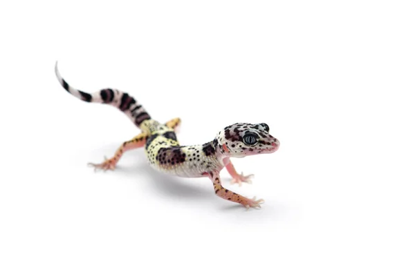 Běžný Leopard Gecko Izolované Bílém Pozadí — Stock fotografie