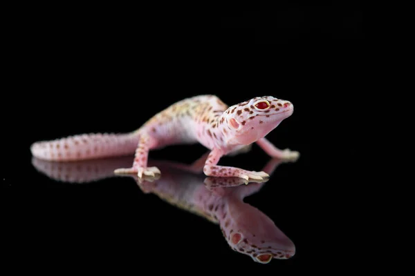 Gecko Leopardo Comum Isolado Fundo Preto — Fotografia de Stock