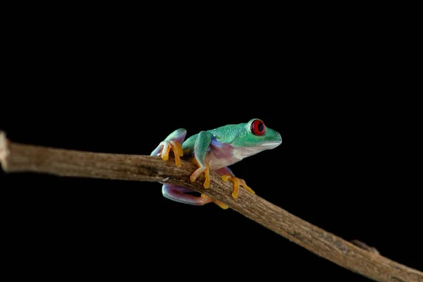 Rode Oogboomkikker Geïsoleerd Zwarte Achtergrond — Stockfoto