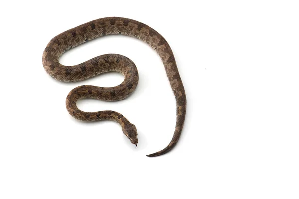 Boa Vipera Isolato Sfondo Bianco — Foto Stock