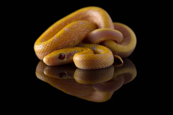 Beleza Rato Cobra Albino Isolado Fundo Preto — Fotografia de Stock