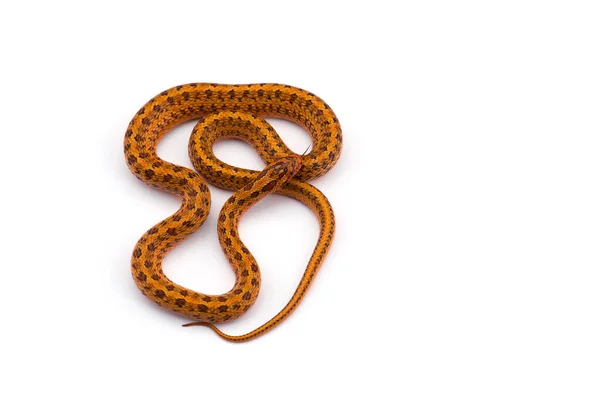 Estepa Rata Serpiente Vista Superior Aislado Tocino Blanco — Foto de Stock