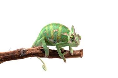 The Veiled Chameleon sitting on a branch isolated on white background clipart