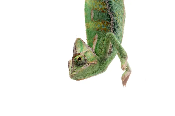 Kameleon Zasłonięty Siedzi Gałęzi Odizolowanej Białym Tle — Zdjęcie stockowe