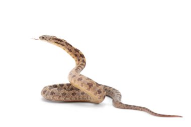 Güzel Fare Yılan saldırısı beyaz arka planda izole bir şekilde duruyor.