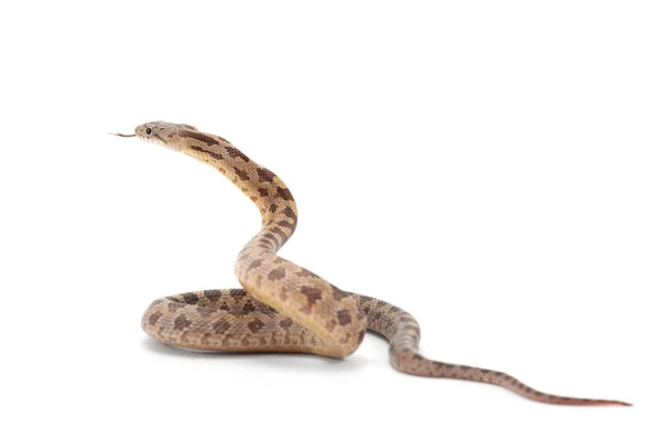 Pose Ataque Serpiente Rata Belleza Aislada Sobre Fondo Blanco — Foto de Stock