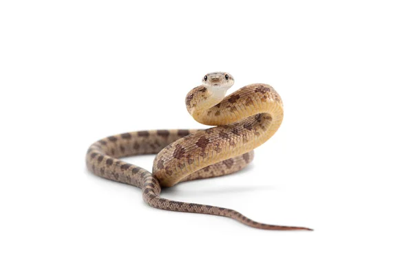 Pose Ataque Serpiente Rata Belleza Aislada Sobre Fondo Blanco —  Fotos de Stock