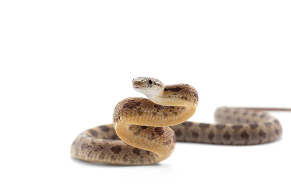 Szépség Patkány Kígyó Támadás Póz Elszigetelt Fehér Háttér — Stock Fotó