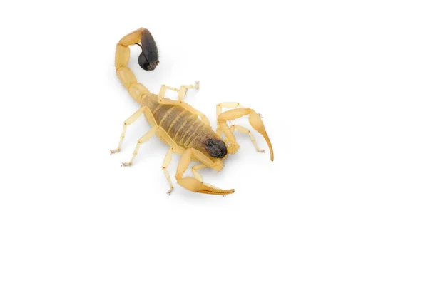 Jaune Mortel Dangereux Scorpion Vue Dessus Isolé Sur Fond Blanc — Photo