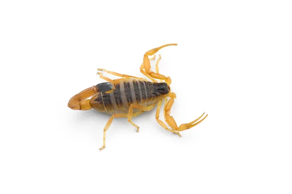 Žlutá Smrtící Nebezpečné Škorpión Horní Pohled Izolované Bílém Pozadí — Stock fotografie