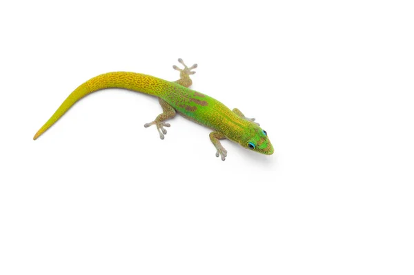 Zelená Malá Madagaskar Den Gecko Izolované Bílém Pozadí — Stock fotografie