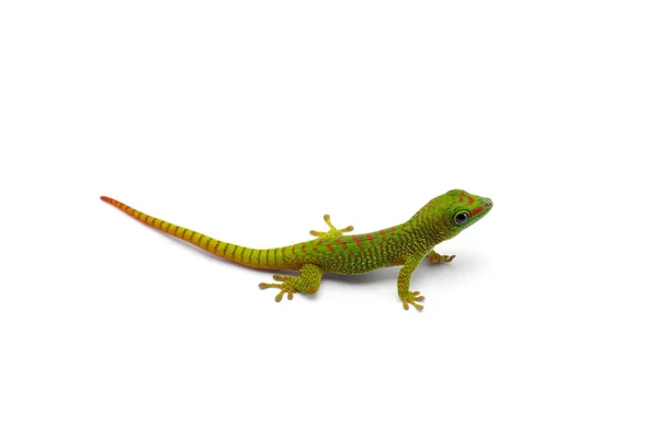 Verde Poco Madagascar Día Gecko Aislado Sobre Fondo Blanco — Foto de Stock