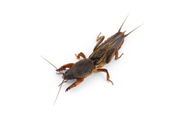 Avrupa köstebek kriket makro fotoğrafı beyaz arkaplanda izole edildi 