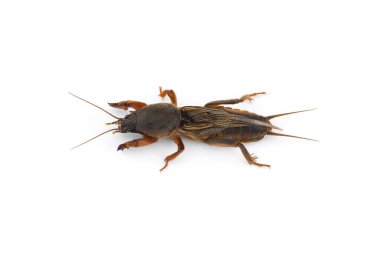 Avrupa köstebek kriket makro fotoğrafı beyaz arkaplanda izole edildi 