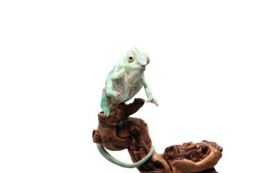 Mavi kertenkele panter bukalemunu beyaz arkaplanda izole edilmiş.