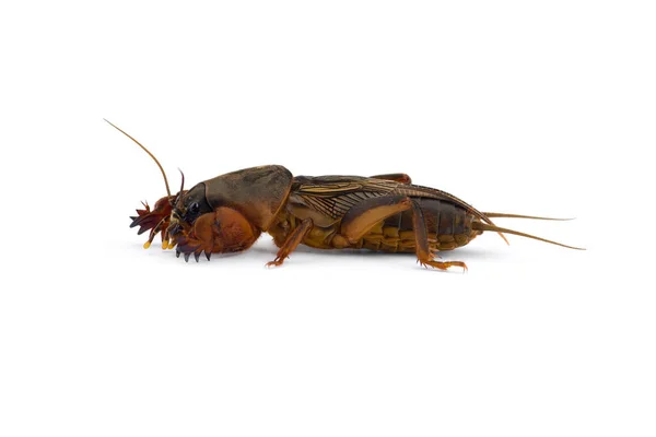 European Mole Cricket Macro Photo Isolated White Background — Stock Photo, Image