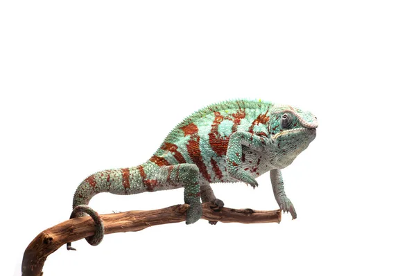 Azul Lagarto Pantera Camaleão Isolado Sobre Fundo Branco — Fotografia de Stock