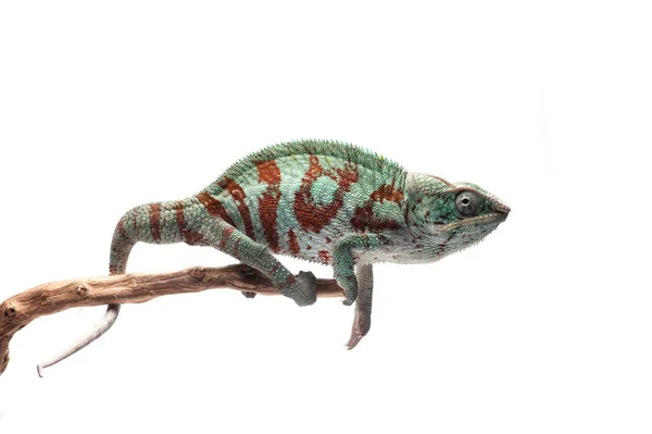 Modrá Ještěrka Panther Chameleon Izolované Bílém Pozadí — Stock fotografie