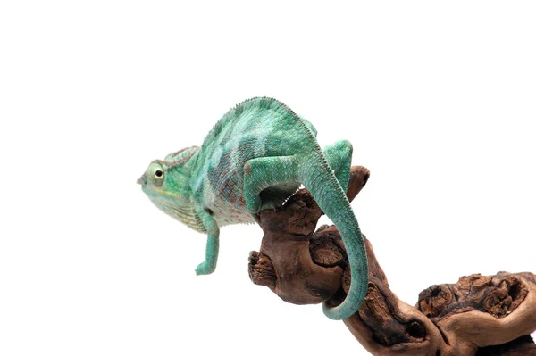 Azul Lagarto Pantera Camaleão Isolado Sobre Fundo Branco — Fotografia de Stock