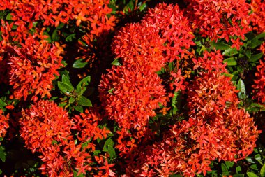 Yukarıda kırmızı çiçekler. Küçük kırmızı çiçekler dal 