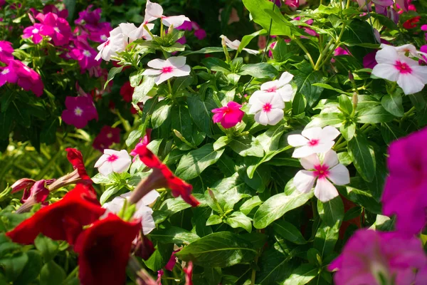 The variety of growing flowers. Different coloured flowers