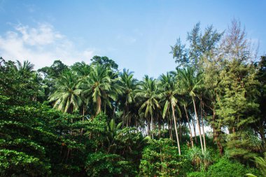 Avuç içi tropik orman. Yeşil palms görüntülemek 