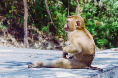 Oturan ve uzağa arıyorsunuz maymun. Maymun sit yan görünüm