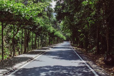 Ağaçlar boş yolda. Güneşli ağaçlarda yalan boş yol