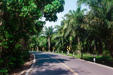Boş palm yol. Boş yol yatay açık havada çekim 