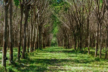 Orman yolu. Ormandaki ağaçların arasında yol